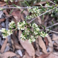 Monotoca scoparia (Broom Heath) at Bruce, ACT - 26 May 2024 by lyndallh
