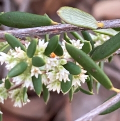 Monotoca scoparia at Bruce Ridge to Gossan Hill - 26 May 2024