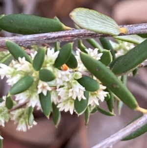 Monotoca scoparia at Bruce Ridge to Gossan Hill - 26 May 2024