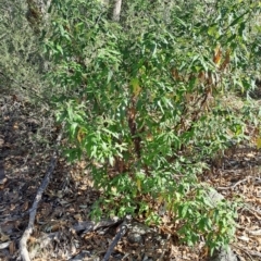 Olearia lirata at Wanniassa Hill - 27 May 2024 12:56 PM