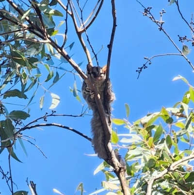 Petaurus notatus (Krefft’s Glider, Sugar Glider) at Captains Flat, NSW - 27 May 2024 by Csteele4