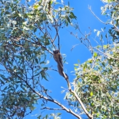 Petaurus notatus at QPRC LGA - 27 May 2024 01:01 PM