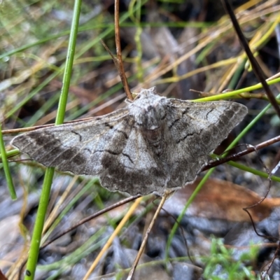 Hypobapta (genus) (A Geometer moth) at suppressed - 7 May 2024 by AJB