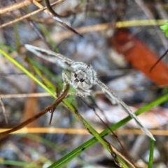 Hypobapta (genus) at Tianjara, NSW - 7 May 2024