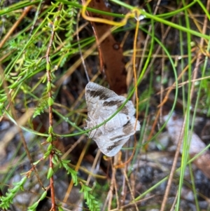 Hypobapta (genus) at Tianjara, NSW - 7 May 2024