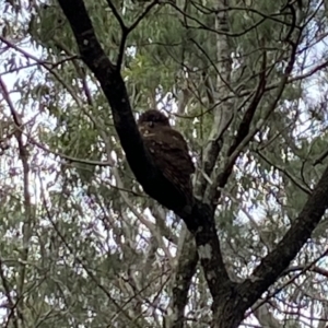 Ninox boobook at Callala Bay, NSW - 8 May 2024 12:40 PM