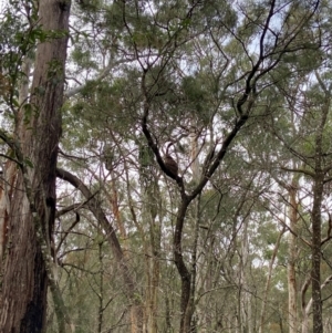 Ninox boobook at Callala Bay, NSW - 8 May 2024 12:40 PM