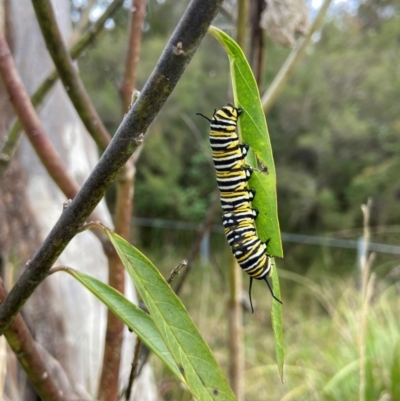 Danaus plexippus (Monarch) at Vincentia, NSW - 7 May 2024 by AJB