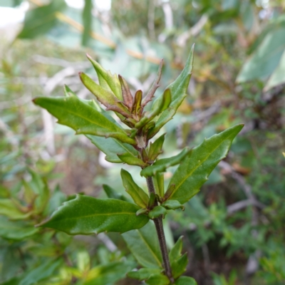 Unidentified Other Shrub at QPRC LGA - 25 May 2024 by RobG1