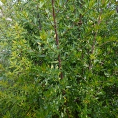 Prostanthera lasianthos at QPRC LGA - 25 May 2024