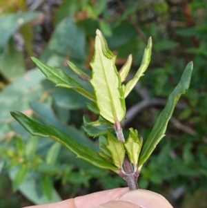 Prostanthera lasianthos at QPRC LGA - 25 May 2024