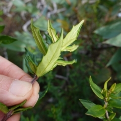 Prostanthera lasianthos at QPRC LGA - 25 May 2024