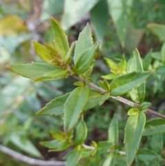 Prostanthera lasianthos at QPRC LGA - 25 May 2024