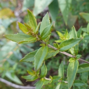 Prostanthera lasianthos at QPRC LGA - 25 May 2024