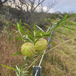 Gomphocarpus physocarpus at Vincentia, NSW - 7 May 2024