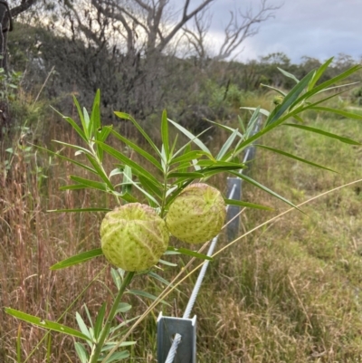 Gomphocarpus physocarpus (Balloon Cotton Bush) at Vincentia, NSW - 7 May 2024 by AJB