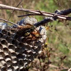 Polistes (Polistes) chinensis (Asian paper wasp) at Strathnairn, ACT - 2 May 2024 by AJB
