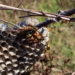 Polistes (Polistes) chinensis at Ginninderry Conservation Corridor - 2 May 2024