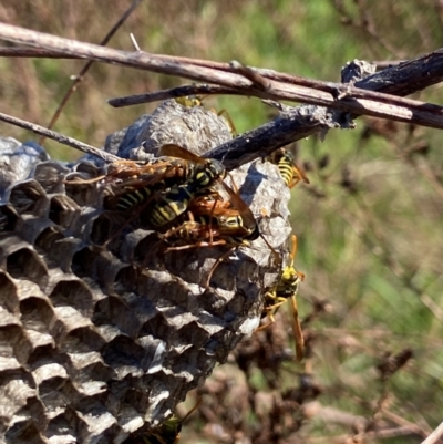 Polistes (Polistes) chinensis (Asian paper wasp) at Ginninderry Conservation Corridor - 2 May 2024 by AJB