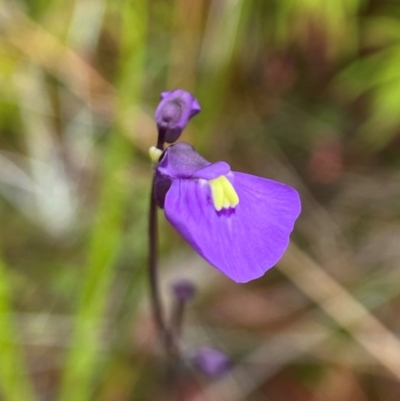Utricularia dichotoma (Fairy Aprons, Purple Bladderwort) at Wingecarribee Local Government Area - 1 May 2024 by AJB