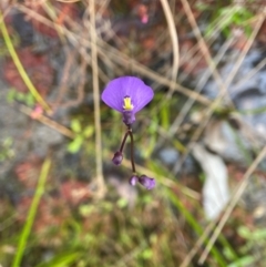 Utricularia dichotoma at Wingello State Forest - 1 May 2024