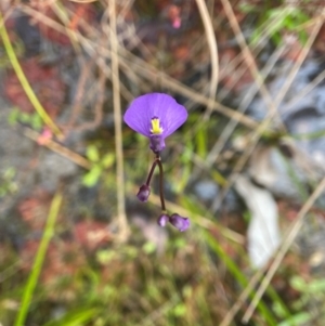 Utricularia dichotoma at Wingello State Forest - 1 May 2024 02:34 PM