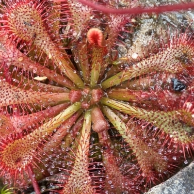 Drosera spatulata (Common Sundew) at Wingello, NSW - 1 May 2024 by AJB