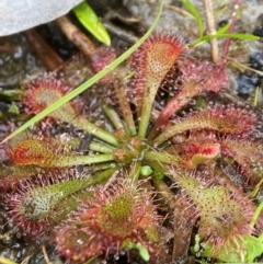 Drosera spatulata at Wingello State Forest - 1 May 2024 02:34 PM