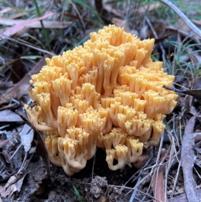 Ramaria sp. at Wingello - 1 May 2024 by AJB