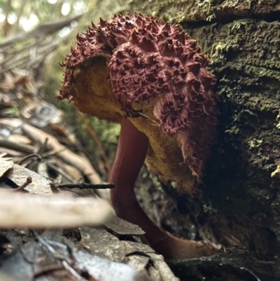 Unidentified Cap on a stem; pores below cap [boletes & stemmed polypores] at East Kangaloon, NSW - 9 Apr 2024 by AJB