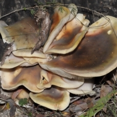 Omphalotus nidiformis (Ghost Fungus) at Kambah, ACT - 26 May 2024 by TimL