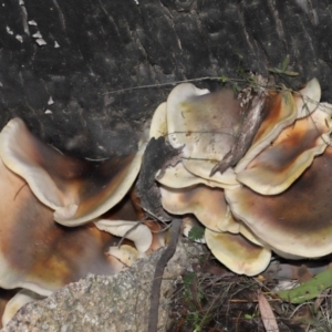 Omphalotus nidiformis at Gibraltar Pines - 26 May 2024 12:16 PM