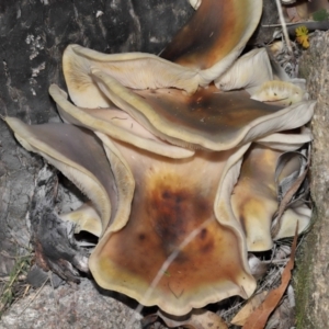 Omphalotus nidiformis at Gibraltar Pines - 26 May 2024 12:16 PM