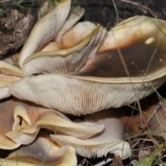 Omphalotus nidiformis at Gibraltar Pines - 26 May 2024 12:16 PM