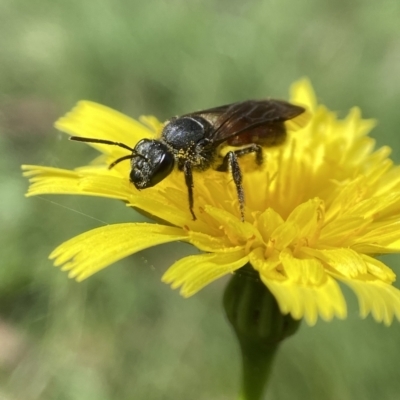 Lasioglossum (Parasphecodes) sp. (genus & subgenus) (Halictid bee) at Deua National Park (CNM area) - 15 Apr 2024 by AJB