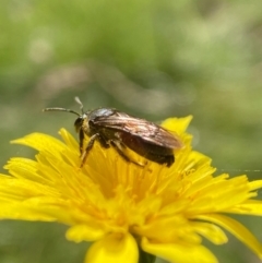 Lasioglossum (Parasphecodes) sp. (genus & subgenus) at QPRC LGA - 15 Apr 2024