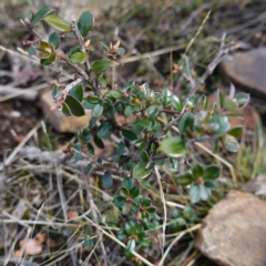 Leptospermum grandifolium at Snowball, NSW - 25 May 2024 by RobG1