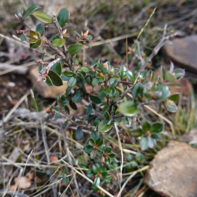 Leptospermum grandifolium at suppressed - 25 May 2024 by RobG1