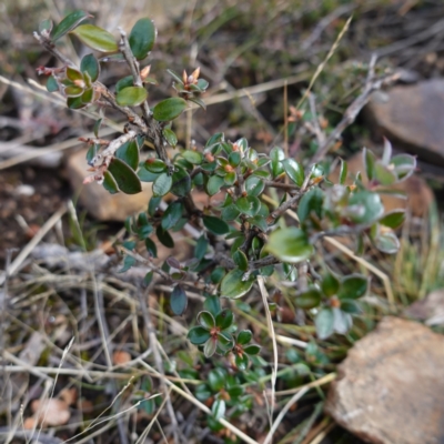 Unidentified Other Shrub at QPRC LGA - 25 May 2024 by RobG1