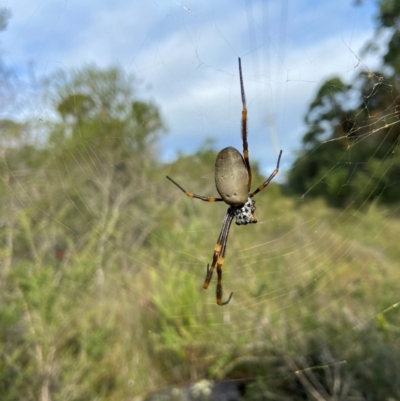 Nephila plumipes at Vincentia, NSW - 7 May 2024 by AJB