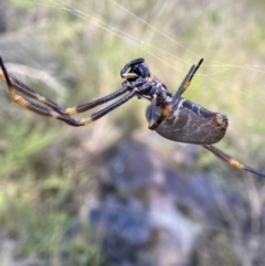 Nephila plumipes at Jervis Bay National Park - 7 May 2024