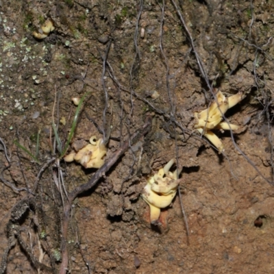 Clavulina vinaceocervina at Tidbinbilla Nature Reserve - 26 May 2024 by TimL