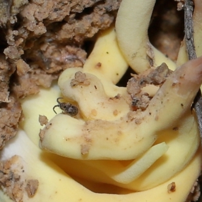 Unidentified Springtail (Collembola) at Tidbinbilla Nature Reserve - 26 May 2024 by TimL