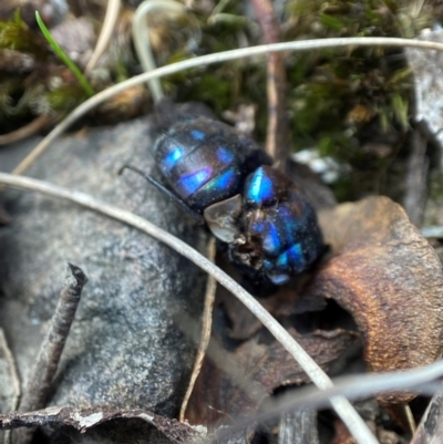 Rutilia (Chrysorutilia) sp. (genus & subgenus) at Acton, ACT - 3 Apr 2023 by AJB