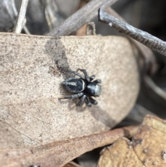 Unidentified Jumping or peacock spider (Salticidae) at Denman Prospect, ACT - 5 Apr 2023 by AJB