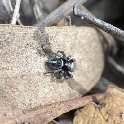 Euophryinae sp.(Striped Capuchin- undescribed) at Denman Prospect, ACT - 5 Apr 2023 by AJB