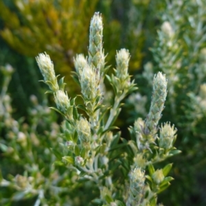 Oxylobium ellipticum at QPRC LGA - 25 May 2024 12:36 PM