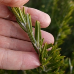 Oxylobium ellipticum at QPRC LGA - 25 May 2024 12:36 PM