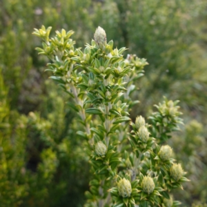 Oxylobium ellipticum at QPRC LGA - 25 May 2024