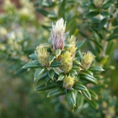 Oxylobium ellipticum at QPRC LGA - 25 May 2024